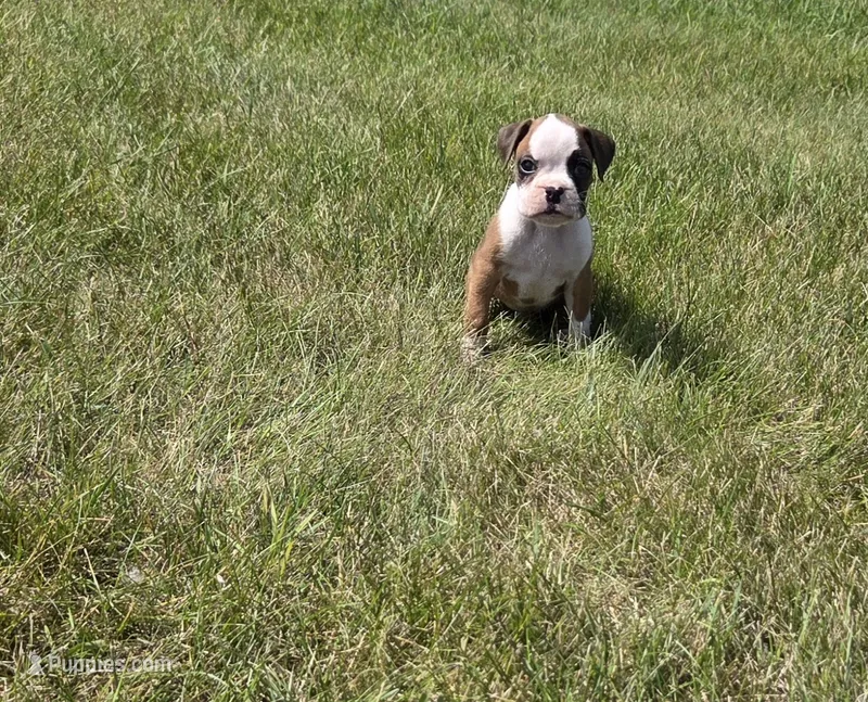 Ace, a male Boxer for sale in Whitelaw, WI – 1 of 4