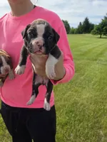 Milah, a female Boxer for sale in Whitelaw, WI – 2 of 4