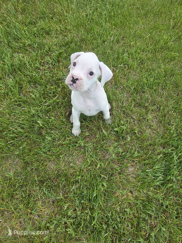 Frosti – Boxer puppy for sale in Whitelaw, WI