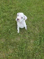 Frosti, a female Boxer for sale in Whitelaw, WI – 1 of 9