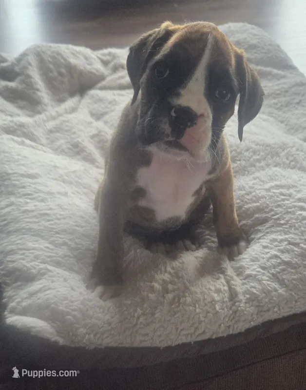 Suzie – Boxer puppy for sale in Whitelaw, WI