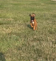 Ava, a female Boxer for sale in Whitelaw, WI – 7 of 8