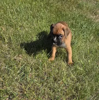 Hala, a female Boxer for sale in Whitelaw, WI – 7 of 9