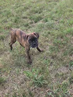 Archur, a male Boxer for sale in Whitelaw, WI – 4 of 5