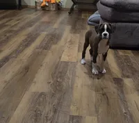 Maliah, a female Boxer for sale in Whitelaw, WI – 2 of 10