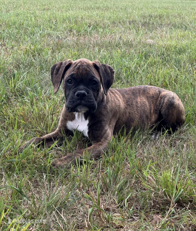 Archur – Boxer puppy for sale in Whitelaw, WI