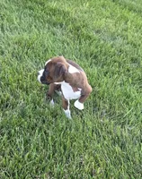 Maliah, a female Boxer for sale in Whitelaw, WI – 5 of 10