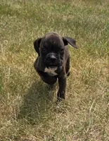 Runt, a male Boxer for sale in Whitelaw, WI – 3 of 6