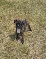 Runt, a male Boxer for sale in Whitelaw, WI – 4 of 6