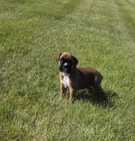 Hessa, a female Boxer for sale in Whitelaw, WI – 6 of 10