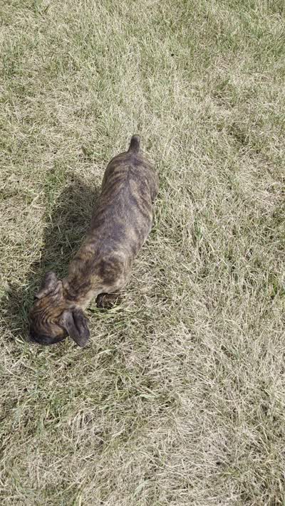Apollo, a male Boxer for sale in Whitelaw, WI – 9 of 10