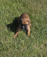 Hala, a female Boxer for sale in Whitelaw, WI – 5 of 9