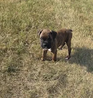 Atkin, a male Boxer for sale in Whitelaw, WI – 7 of 9