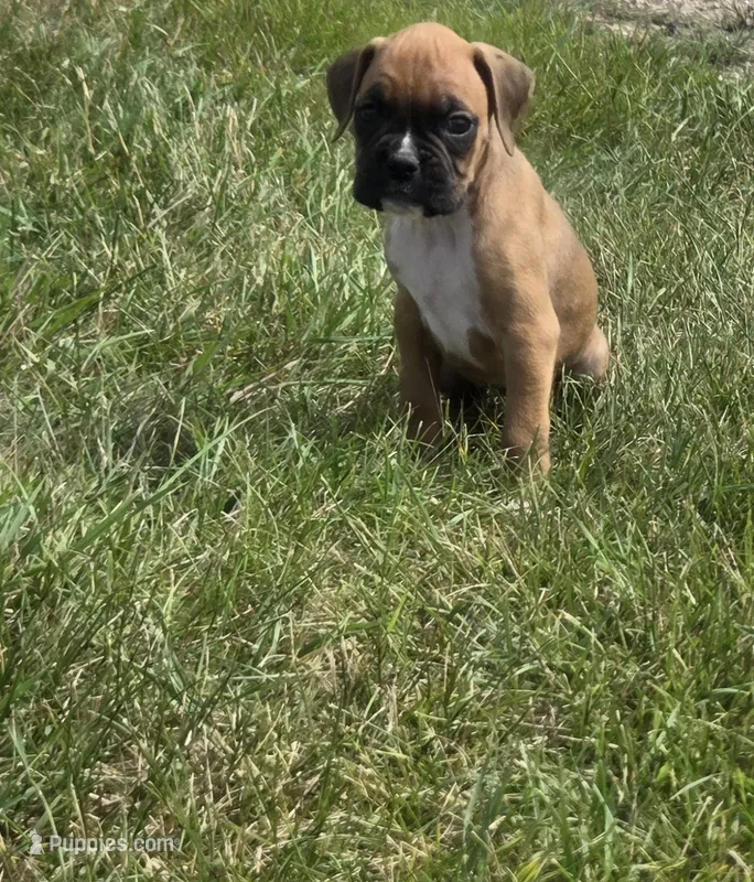 Aspen – Boxer puppy for sale in Whitelaw, WI