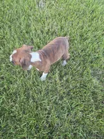 Maliah, a female Boxer for sale in Whitelaw, WI – 10 of 10