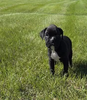 Taazer, a male Boxer for sale in Whitelaw, WI – 1 of 6