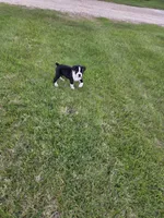 Dixie, a female Boxer for sale in Whitelaw, WI – 4 of 4