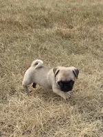 Runt, a female Pug for sale in Whitelaw, WI – 2 of 5