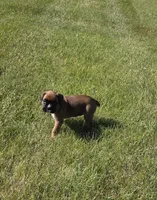 Hessa, a female Boxer for sale in Whitelaw, WI – 5 of 10