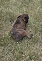 Apollo, a male Boxer for sale in Whitelaw, WI – 6 of 10