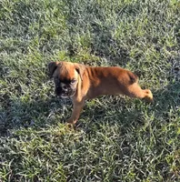 Duke, a male Boxer for sale in Whitelaw, WI – Photo 2 of 4