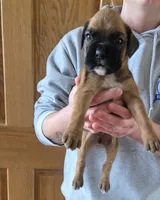 Duke, a male Boxer for sale in Whitelaw, WI – Photo 3 of 4