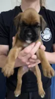 Duke, a male Boxer for sale in Whitelaw, WI – Photo 4 of 4