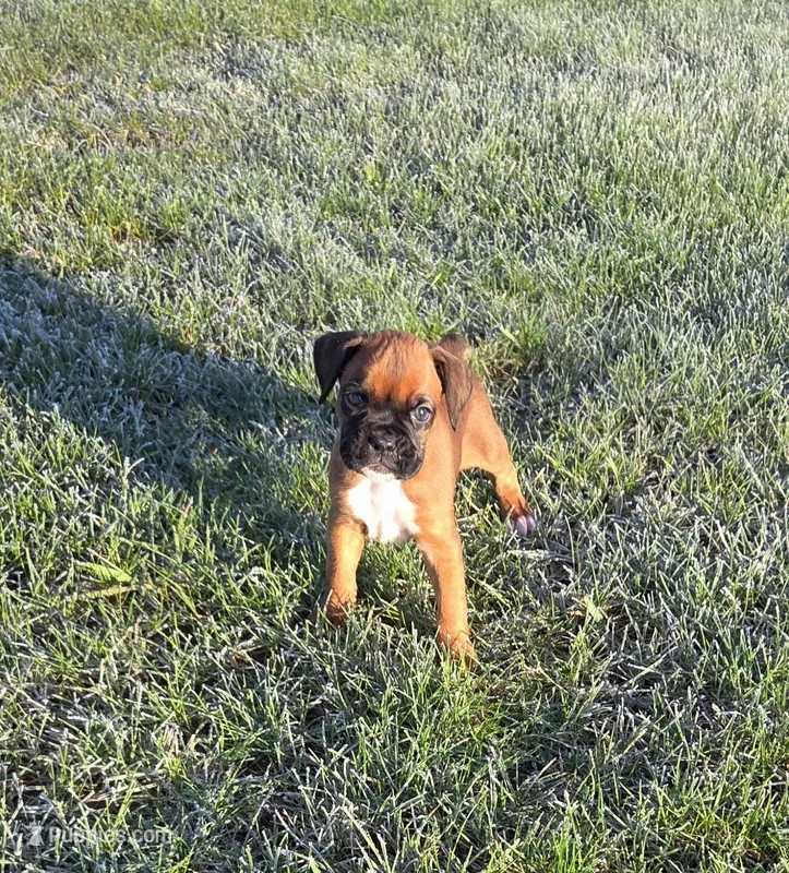 Duke, a male Boxer for sale in Whitelaw, WI – Photo 1 of 4
