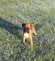Duke, a male Boxer for sale in Whitelaw, WI – Photo 1 of 4