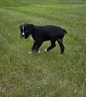 Max, a male Boxer for sale in Whitelaw, WI – 6 of 10