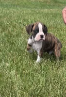 Arlo, a male Boxer for sale in Whitelaw, WI – 10 of 10