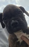 Apollo, a male Boxer for sale in Whitelaw, WI – 4 of 10