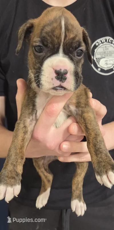 Kira, a female Boxer for sale in Whitelaw, WI – Photo 1 of 2