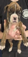 Kira, a female Boxer for sale in Whitelaw, WI – Photo 1 of 2