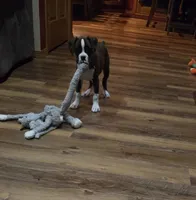 Maliah, a female Boxer for sale in Whitelaw, WI – 4 of 10