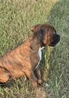 Mia, a female Boxer for sale in Whitelaw, WI – 1 of 9