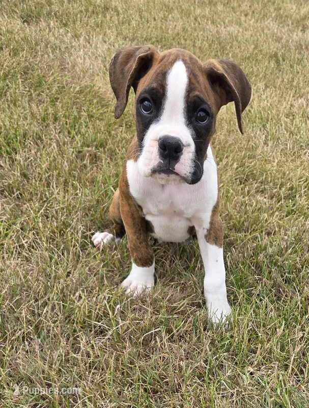 Ace – Boxer puppy for sale in Whitelaw, WI