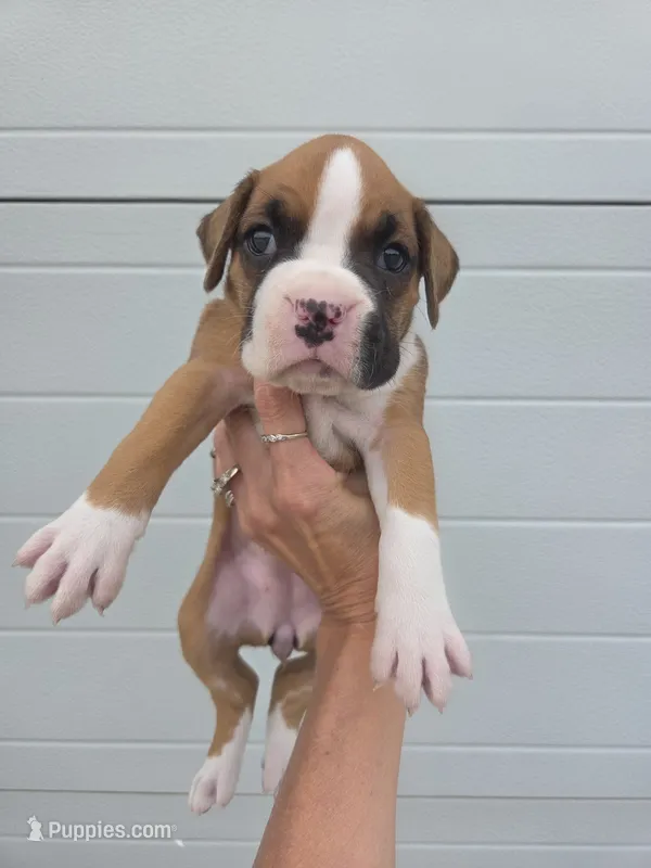 Sallie – Boxer puppy for sale in Whitelaw, WI
