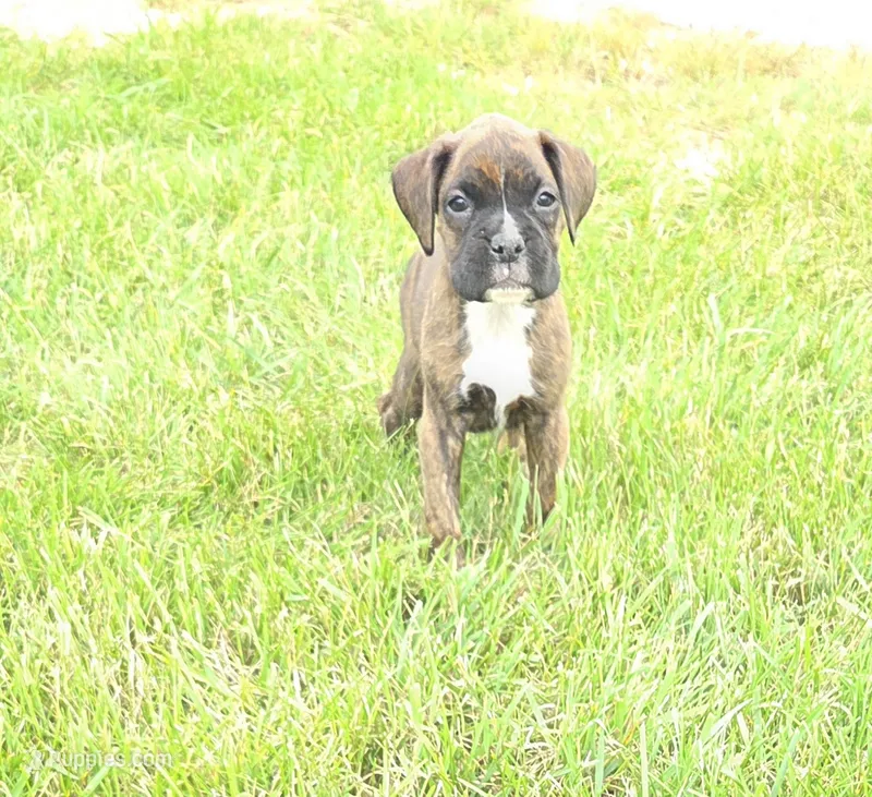 Baxter – Boxer puppy on hold in Whitelaw, WI