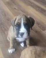 Suzie, a female Boxer for sale in Whitelaw, WI – 3 of 9