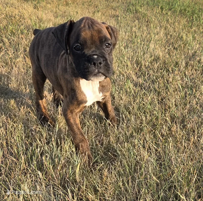 Apollo – Boxer puppy for sale in Whitelaw, WI