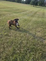 Archur, a male Boxer for sale in Whitelaw, WI – 5 of 5