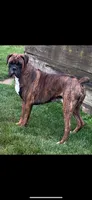 Duke, a male Boxer for sale in Whitelaw, WI – 10 of 10