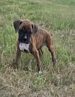 Attie, a female Boxer for sale in Whitelaw, WI – 6 of 7