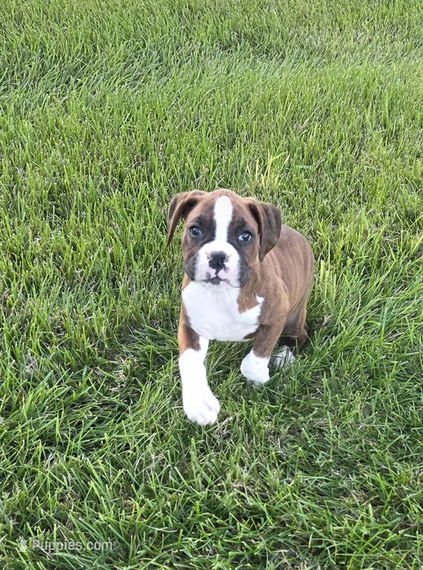 Maliah – Boxer puppy for sale in Whitelaw, WI