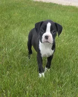 Oscar, a male Boxer for sale in Whitelaw, WI – 3 of 8