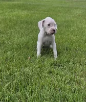 Frosti, a female Boxer for sale in Whitelaw, WI – 7 of 9