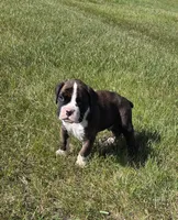 Hobbs, a male Boxer for sale in Whitelaw, WI – 2 of 8