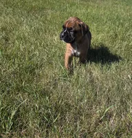 Aspen, a female Boxer for sale in Whitelaw, WI – 5 of 5