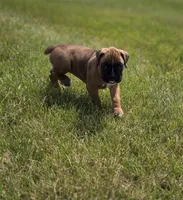 Daisee, a female Boxer for sale in Whitelaw, WI – 2 of 2
